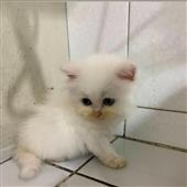 Tỷ