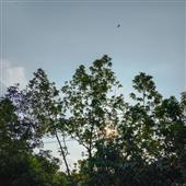 Dự