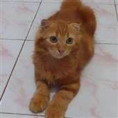Qu