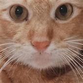 Đư