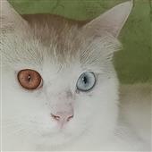An
