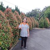 Kế