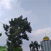 Cu