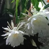 Tỷ