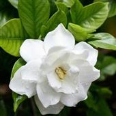 Sứ