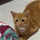 Vò