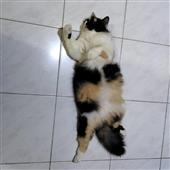 Ho