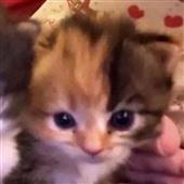 Bù