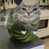 Tỷ