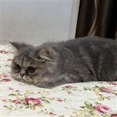 VE