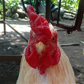Đô