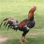 Vậ