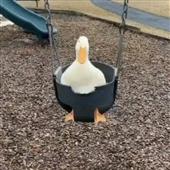 Vu
