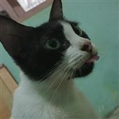 Ch