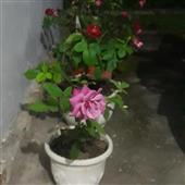 Ba