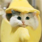 Cô