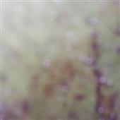 Tộ