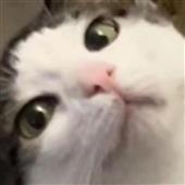 Tr