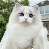 Bầ