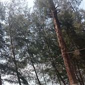 Bả
