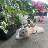 Po
