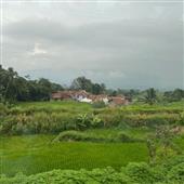 lị