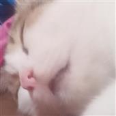 Lị