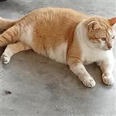 Kè