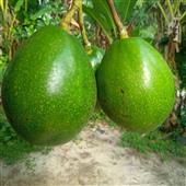 Dự