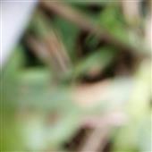 Se