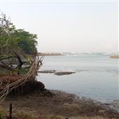 Bó