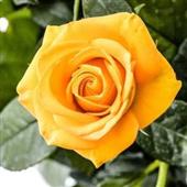 Re