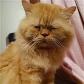 หม