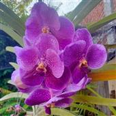 Mạ