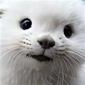 Be
