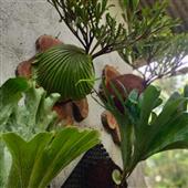 Kỳ
