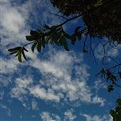 Bầ