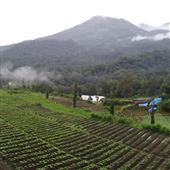Kế