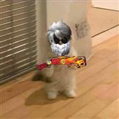 Đó