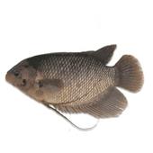 Nh