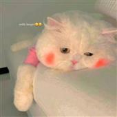 Lị