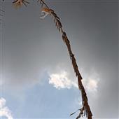 Ca