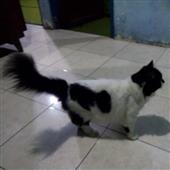 Ma