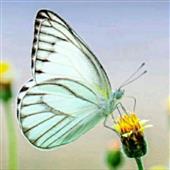 Cầ