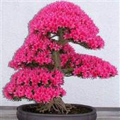 Rừ
