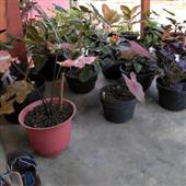 Lễ