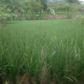 Dự