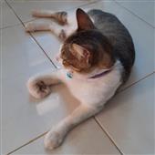 Li