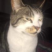 Ng