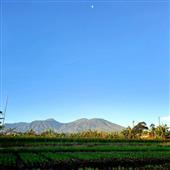 Dự